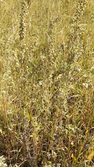 Artemisia absinthium