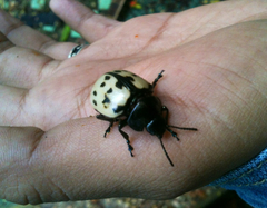 Leptinotarsa lacerata