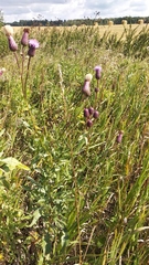 Cirsium arvense