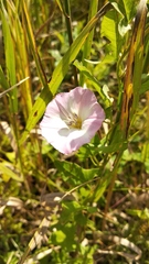 Convolvulus arvensis