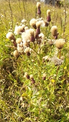 Cirsium arvense