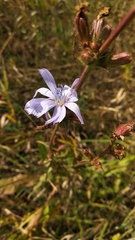 Cichorium intybus