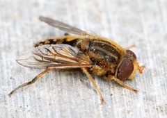 Parhelophilus versicolor