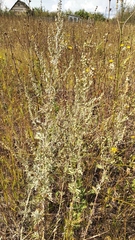 Artemisia absinthium