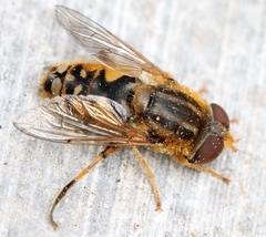 Parhelophilus versicolor