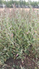 Atriplex tatarica