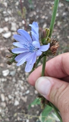 Cichorium intybus