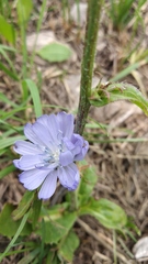 Cichorium intybus