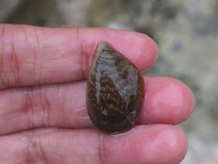 Septifer bilocularis