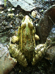 Lithobates brownorum