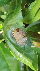 Halyomorpha halys