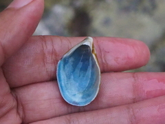 Septifer bilocularis