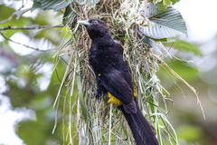 Cacicus chrysonotus