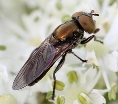 Riponnensia splendens