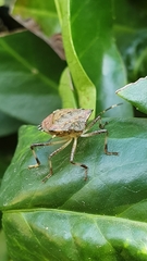 Halyomorpha halys