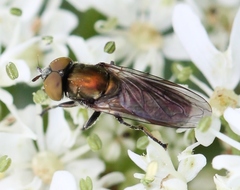 Riponnensia splendens