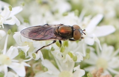 Riponnensia splendens