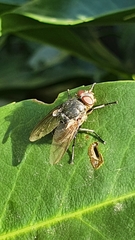 Pollenia