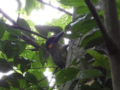 Psilopogon rafflesii