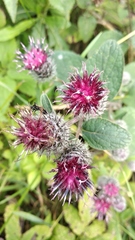 Arctium tomentosum
