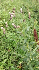 Cirsium arvense