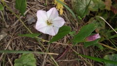 Convolvulus arvensis