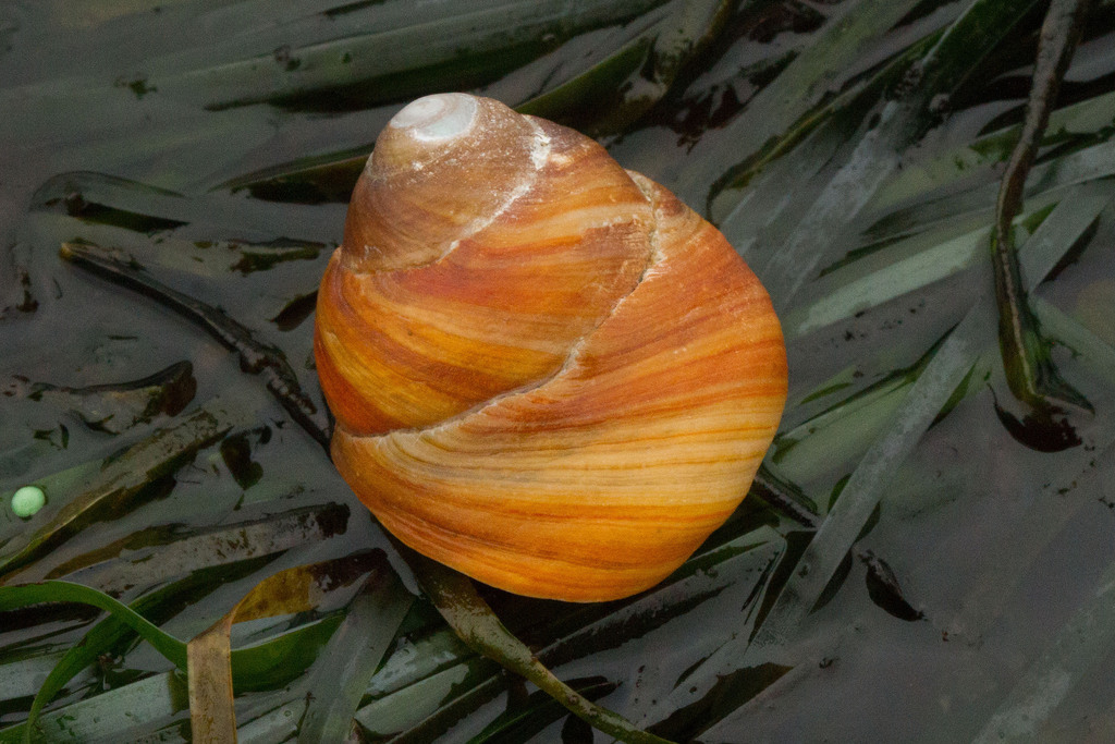 Brown Tegula (Northern California Rocky Intertidal Species) · iNaturalist