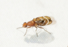 Tritoxa incurva