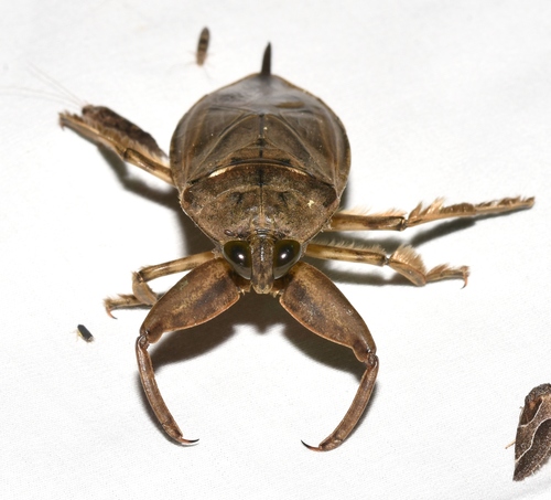 Uhler's Giant Water Bug photo 3