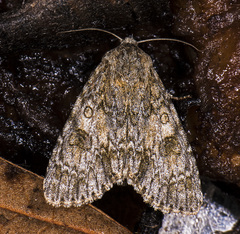Acronicta rubricoma