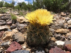 Coryphantha echinoidea