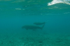 Dugong dugon