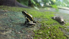 Dendrobates truncatus