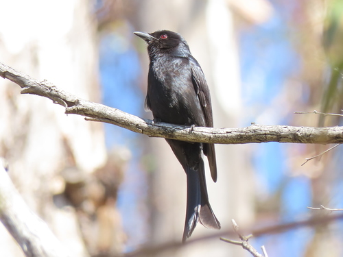 Fork-tailed Drongo