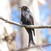 Fork-tailed Drongo - Photo (c) Gigi Laidler, some rights reserved (CC BY-NC), uploaded by Gigi Laidler
