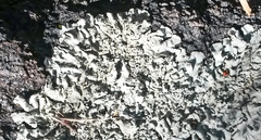 Xanthoparmelia verruculifera