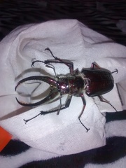 Sphaenognathus feisthamelii