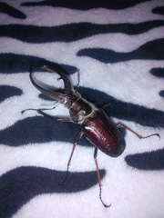 Sphaenognathus feisthamelii