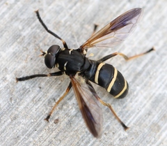 Temnostoma bombylans