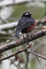 Ochthoeca cinnamomeiventris