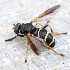 Temnostoma bombylans