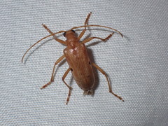 Centrodera dayi