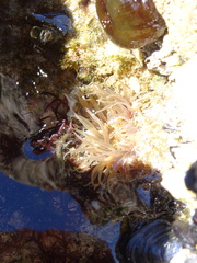 Anthopleura biscayensis