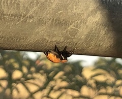 Phidippus apacheanus