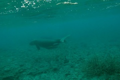 Dugong dugon