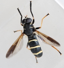 Temnostoma bombylans