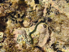 Eulalia clavigera