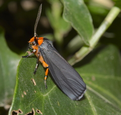 Gnamptonychia ventralis