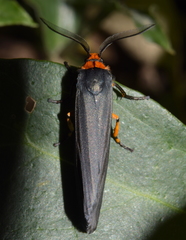 Gnamptonychia ventralis