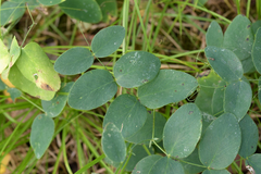 Lathyrus ochroleucus